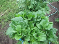 bok choy growing.webp