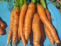 carrots hk 2022 2.webp