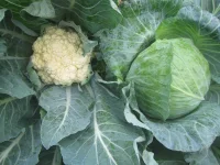 cab 2 cauli HK.webp