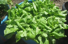 hugenkultur lettuce.webp