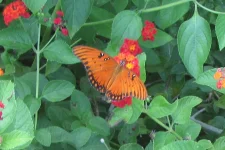 Gulf Fritillary.webp