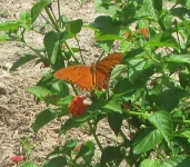 Gulf fritillary, Agraulis vanillae (Linnaeus).webp