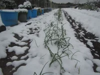 onions snow 2025.webp