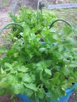 celery late January 2025.webp