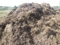 cow compost 2023.webp