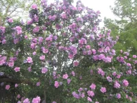 rose of sharon.webp