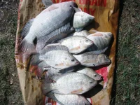 Tilapia_.webp