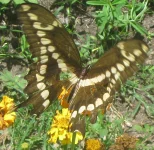 giant swallowtail feeding.webp