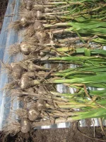 garlic 2024.JPG garlic 2024.JPG