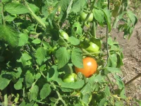 tomato 2024.webp tomato 2024.webp