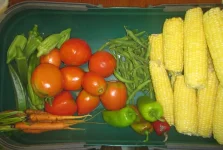 corn, green beans, peppers, tomatoes, carrots, and okra.webp