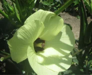 blooms for jambalya okra.webp