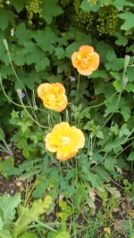 20240515_073143.webp