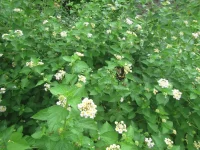 white lantana.webp