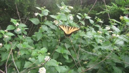 lantana butterfly.webp