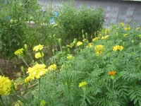 French marigolds.webp
