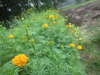 African marigolds.webp