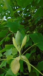 DSC04702.webp