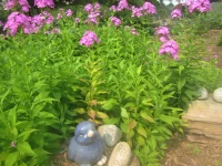 phlox 2.webp