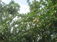 plums 2024.webp plums 2024.webp