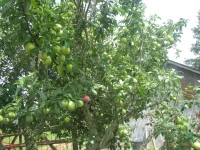 plums 2 2024.webp plums 2 2024.webp