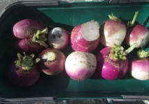 winter turnips.webp