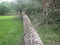 another oak.webp