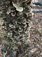IMG_2910.jpeg
