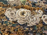 IMG_2896.jpeg