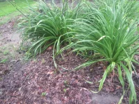 sweet gumm daylilies.webp
