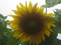sunflower 1.JPG