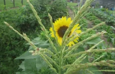 sunflowers 2.JPG