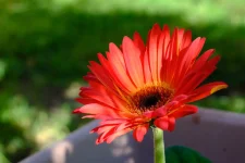 gerbera_2.webp