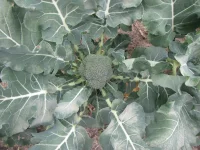 broc PV.webp broc PV.webp