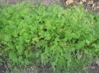 carrots PV.webp carrots PV.webp