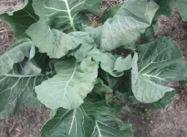 cauliflower PV.webp