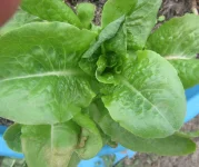 lettuce PV.webp lettuce PV.webp