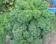 kale PV.webp kale PV.webp