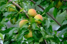 peaches_DSCF7316_061024.webp