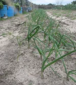 onions PV.webp onions PV.webp