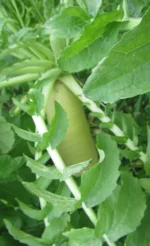 radish PV.webp radish PV.webp