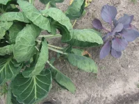 red cabbage and brussels PV.webp red cabbage and brussels PV.webp