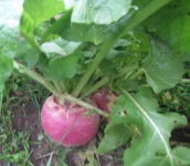 turnips PV.webp