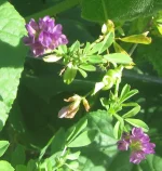 alfalfa and cucumber.webp