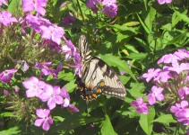 tiger swallowtrail on phlox .webp