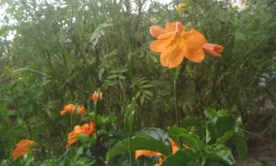 crossandra.webp