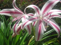 Crinum lilies (Crinum spp.).webp