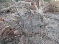 30 inch pine stump.webp