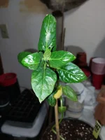 20241227_204737.webp