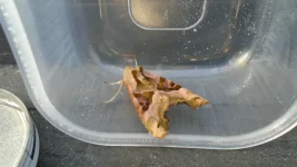 Angle Shades Moth.webp